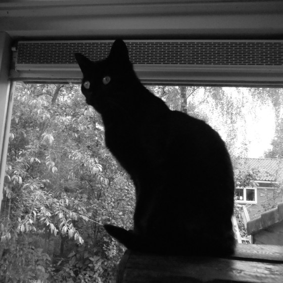 negra, mijn kat, die misschien wel toxoplasmose met zich meedraagt