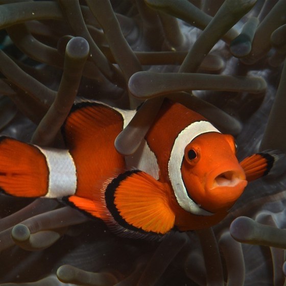 deze clownsvis zou zomaar een parasiet bij zich kunnen dragen