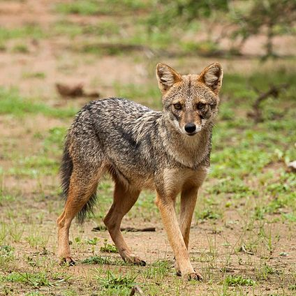 Canis aureus goudjakhals